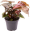 Goed & Groen - Syngonium Maria - ↨ 14cm - Potmaat 6 - Exclusieve Kwaliteit Planten - Kamer Plant - Kamerplanten - Sfeer - Interieur
