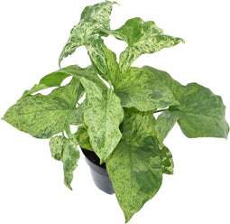 Goed & Groen - Syngonium Mottled - ↨ 50cm - Potmaat 12 - Exclusieve Kwaliteit Planten - Kamer Plant - Kamerplanten - Sfeer - Interieur