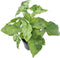 Goed & Groen - Syngonium Mottled - ↨ 50cm - Potmaat 12 - Exclusieve Kwaliteit Planten - Kamer Plant - Kamerplanten - Sfeer - Interieur