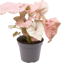 Goed & Groen - Syngonium Neon - ↨ 12cm - Potmaat 6 - Exclusieve Kwaliteit Planten - Kamer Plant - Kamerplanten - Sfeer - Interieur