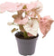 Goed & Groen - Syngonium Neon - ↨ 12cm - Potmaat 6 - Exclusieve Kwaliteit Planten - Kamer Plant - Kamerplanten - Sfeer - Interieur