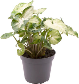 Goed & Groen - Syngonium Pixie - ↨ 12cm - Potmaat 6 - Exclusieve Kwaliteit Planten - Kamer Plant - Kamerplanten - Sfeer - Interieur