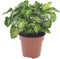Goed & Groen - Syngonium 'Pixie' - ↨ 20cm - Potmaat 12 - Exclusieve Kwaliteit Planten - Kamer Plant - Kamerplanten - Sfeer - Interieur