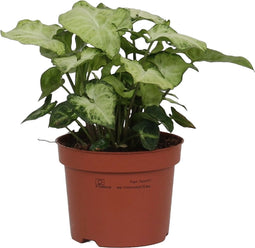 Goed & Groen - Syngonium 'White Butterfly' - ↨ 27cm - Potmaat 12 - Exclusieve Kwaliteit Planten - Kamer Plant - Kamerplanten - Sfeer - Interieur