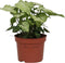 Goed & Groen - Syngonium 'White Butterfly' - ↨ 27cm - Potmaat 12 - Exclusieve Kwaliteit Planten - Kamer Plant - Kamerplanten - Sfeer - Interieur