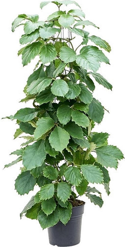 Goed & Groen - Tetrastigma Voinierianum (Zuil) - XL -↨ 150cm - Potmaat 27 - Exclusieve Kwaliteit Planten - Kamer Plant - Kamerplanten - Sfeer - Interieur