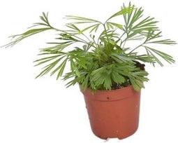 Goed & Groen - Tiny Actiniopteris australis - ↨ 10cm - Potmaat 5.5 - Exclusieve Kwaliteit Planten - Kamer Plant - Kamerplanten - Sfeer - Interieur