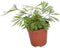 Goed & Groen - Tiny Actiniopteris australis - ↨ 10cm - Potmaat 5.5 - Exclusieve Kwaliteit Planten - Kamer Plant - Kamerplanten - Sfeer - Interieur