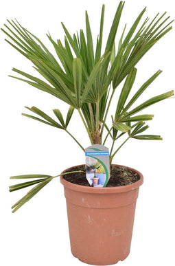 Goed & Groen - Trachycarpus fortunei - ↨ 70cm - Potmaat 21 - Exclusieve Kwaliteit Planten - Kamer Plant - Kamerplanten - Sfeer - Interieur