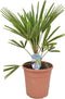 Goed & Groen - Trachycarpus fortunei - ↨ 70cm - Potmaat 21 - Exclusieve Kwaliteit Planten - Kamer Plant - Kamerplanten - Sfeer - Interieur