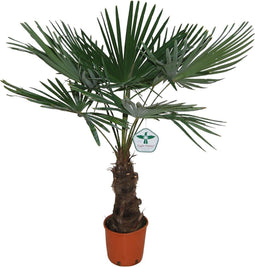 Goed & Groen - Trachycarpus Fortuneii - ↨ 140cm - Potmaat 27 - Exclusieve Kwaliteit Planten - Tuin Plant - Tuinplanten - Sfeer - Exterieur