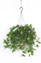 Goed & Groen - Tradescantia Green Hill - ↨ 35cm - Potmaat 17 - Exclusieve Kwaliteit Planten - Kamer Plant - Kamerplanten - Sfeer - Interieur