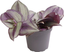 Goed & Groen - Tradescantia 'Zebra' - ↨ 10cm - Potmaat 6 - Exclusieve Kwaliteit Planten - Kamer Plant - Kamerplanten - Sfeer - Interieur