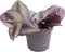 Goed & Groen - Tradescantia 'Zebra' - ↨ 10cm - Potmaat 6 - Exclusieve Kwaliteit Planten - Kamer Plant - Kamerplanten - Sfeer - Interieur