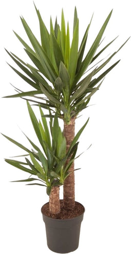 Goed & Groen - Yucca - ↨ 100cm - Potmaat 21 - Exclusieve Kwaliteit Planten - Kamer Plant - Kamerplanten - Sfeer - Interieur