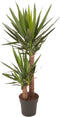 Goed & Groen - Yucca - ↨ 100cm - Potmaat 21 - Exclusieve Kwaliteit Planten - Kamer Plant - Kamerplanten - Sfeer - Interieur