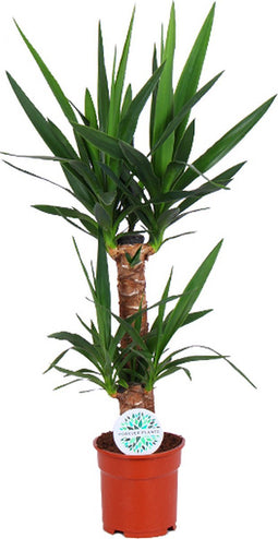 Goed & Groen - Yucca - ↨ 80cm - Potmaat 17 - Exclusieve Kwaliteit Planten - Kamer Plant - Kamerplanten - Sfeer - Interieur