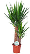 Goed & Groen - Yucca - ↨ 80cm - Potmaat 17 - Exclusieve Kwaliteit Planten - Kamer Plant - Kamerplanten - Sfeer - Interieur