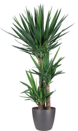 Goed & Groen - Yucca Elephantipes (in ELHO Brussels Rond Antraciet) - Stevige kamerpalm - Palmlelie - XL -↨ 140cm - Potmaat 27 - Exclusieve Kwaliteit Planten - Kamer Plant - Kamerplanten - Sfeer - Interieur