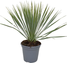 Goed & Groen - Yucca rostrata - ↨ 60cm - Potmaat 20 - Exclusieve Kwaliteit Planten - Kamer Plant - Kamerplanten - Sfeer - Interieur