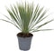 Goed & Groen - Yucca rostrata - ↨ 60cm - Potmaat 20 - Exclusieve Kwaliteit Planten - Kamer Plant - Kamerplanten - Sfeer - Interieur