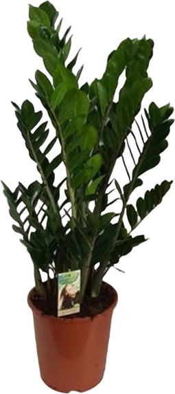 Goed & Groen - Zamioculcas zamiifolia - ↨ 100cm - Potmaat 27 - Exclusieve Kwaliteit Planten - Kamer Plant - Kamerplanten - Sfeer - Interieur