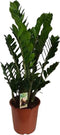 Goed & Groen - Zamioculcas zamiifolia - ↨ 100cm - Potmaat 27 - Exclusieve Kwaliteit Planten - Kamer Plant - Kamerplanten - Sfeer - Interieur