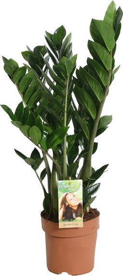 Goed & Groen - Zamioculcas zamiifolia - ↨ 80cm - Potmaat 21 - Exclusieve Kwaliteit Planten - Kamer Plant - Kamerplanten - Sfeer - Interieur