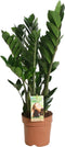 Goed & Groen - Zamioculcas zamiifolia - ↨ 80cm - Potmaat 21 - Exclusieve Kwaliteit Planten - Kamer Plant - Kamerplanten - Sfeer - Interieur