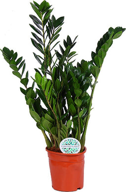 Goed & Groen - Zamioculcas zamiifolia - ↨ 95cm - Potmaat 21 - Exclusieve Kwaliteit Planten - Kamer Plant - Kamerplanten - Sfeer - Interieur