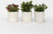 Plant in a Box - Hebe All Blooms 'Siara', 'Ranaia', 'Samona' - Hebe - Mix van 3 - Tuinplanten - Winterhard - Pot 13cm - Hoogte 30-35cm