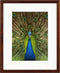Goldbuch - Fotolijst Pino - Mahonie - 13x18 cm (20x25 cm)