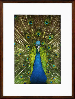 Goldbuch - Fotolijst Pino - Mahonie - 20x30 cm (30x40 cm)