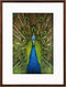 Goldbuch - Fotolijst Pino - Mahonie - 20x30 cm (30x40 cm)
