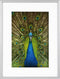 Goldbuch - Fotolijst Pino - Zilver - 20x30 cm (30x40 cm)