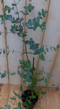 Gomboom Eucalyptus