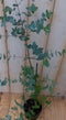 Gomboom Eucalyptus