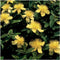 Plants by Frank | 60 Sint-Janskruid Planten | Hypericum calycinum | Winterharde bodembedekker planten | tuinplanten | Winterharde vaste planten meerjarig | Winterharde tuinplanten