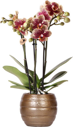 Geel rode phalaenopsis orchidee - Spain + Bee pot - potmaat Ø9cm -