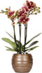 Geel rode phalaenopsis orchidee - Spain + Bee pot - potmaat Ø9cm -