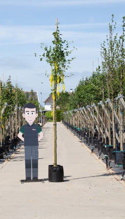 Gouden regen Laburnum watereri Vossi h 350 cm st. omtrek 12 cm