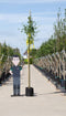 Gouden regen Laburnum watereri Vossi h 350 cm st. omtrek 12 cm