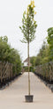 Goudiep hoogstam | Ulmus hollandica 'Wredei' 10-14 cm 170-190 cm| Bomenbezorgd.nl