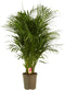 Goudpalm ↨ 110cm - hoge kwaliteit planten