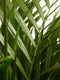 Goudpalm ↨ 110cm - hoge kwaliteit planten