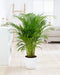 Goudpalm ↨ 110cm - hoge kwaliteit planten