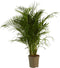 Goudpalm ↨ 110cm - hoge kwaliteit planten