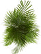 Goudpalm ↨ 110cm - hoge kwaliteit planten
