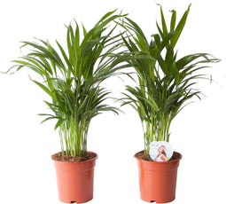 Goudpalm (Areca / Dypsis Palm)