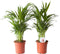 Goudpalm (Areca / Dypsis Palm)